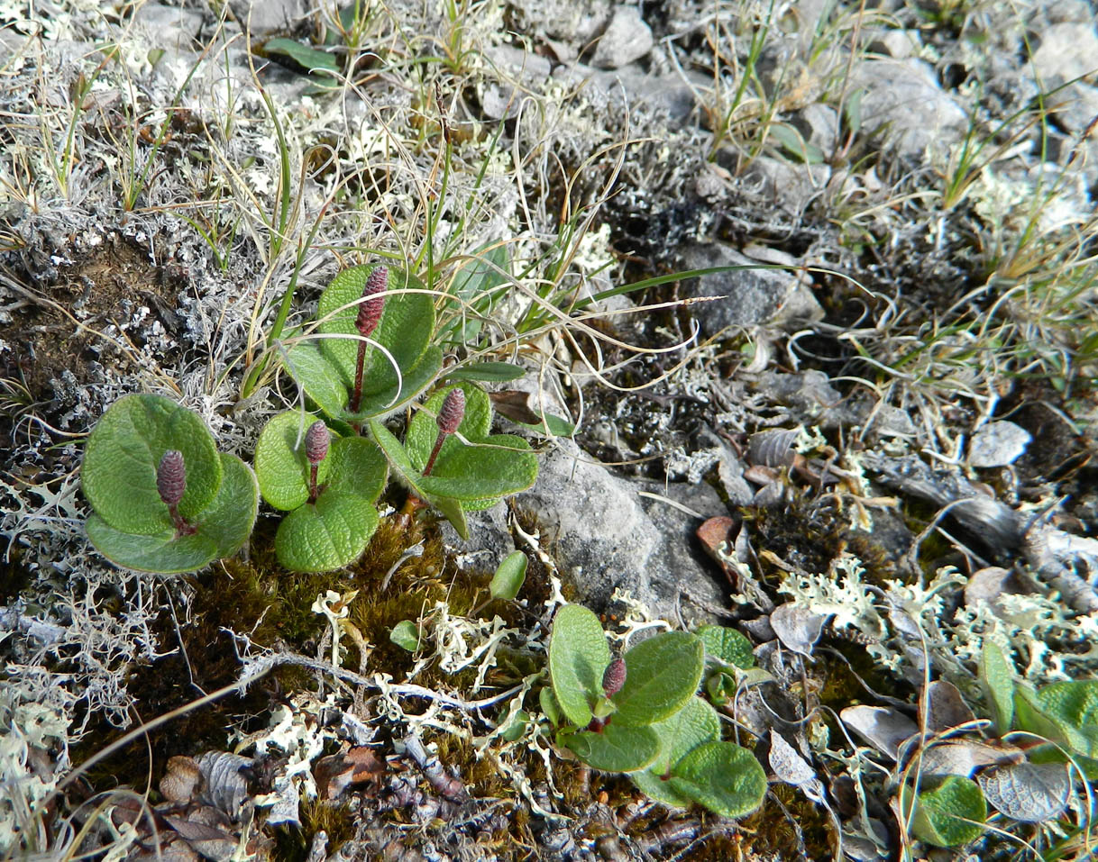 Изображение особи Salix reticulata.