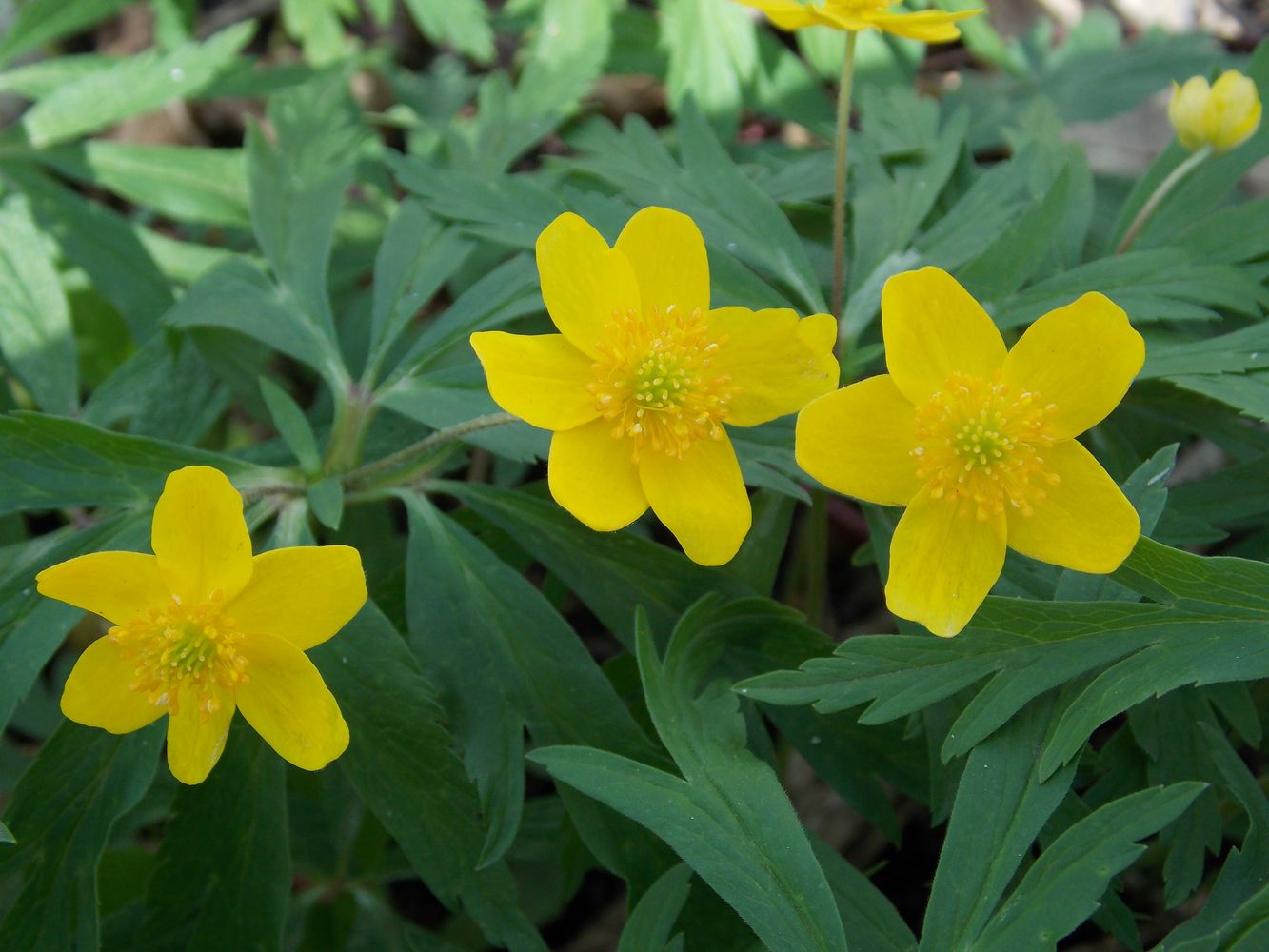 Image of Anemone ranunculoides specimen.