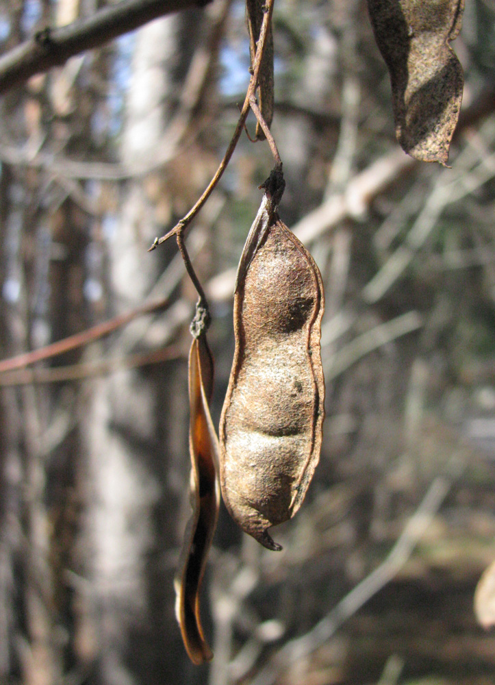 Image of Robinia pseudoacacia specimen.