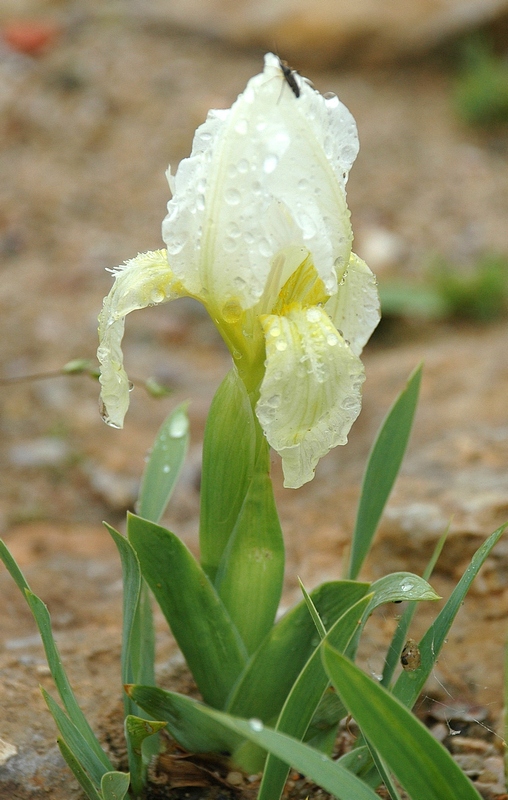 Image of genus Iris specimen.