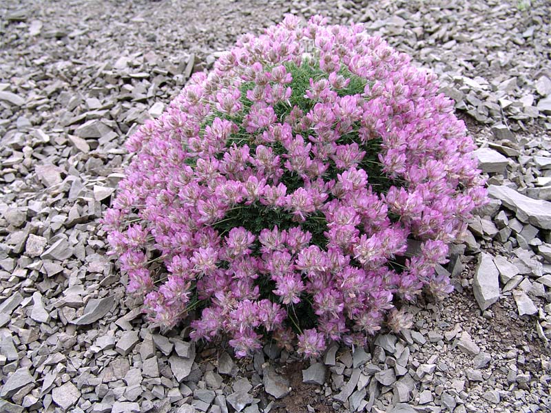 Image of Astragalus hohenackeri specimen.