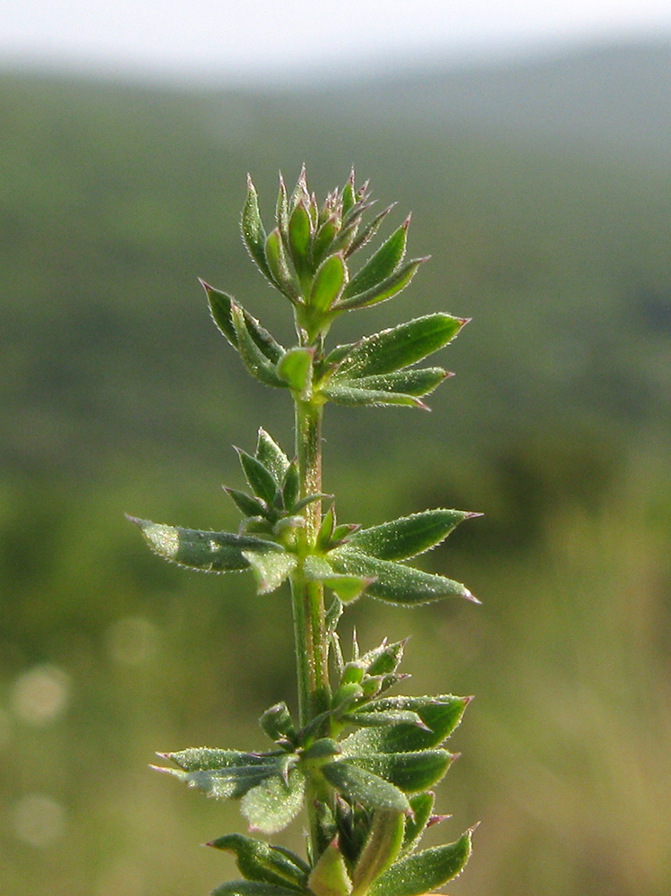 Изображение особи Galium humifusum.