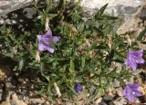 Campanula waldsteiniana. Цветущее растение. Германия, г. Krefeld, Ботанический сад. 06.08.2013.