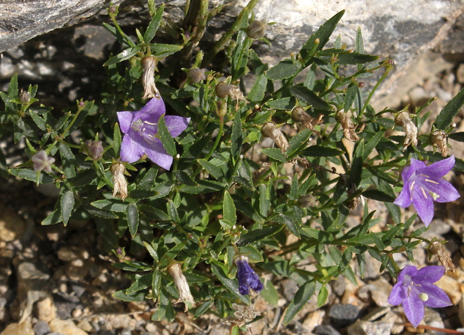 Image of Campanula waldsteiniana specimen.