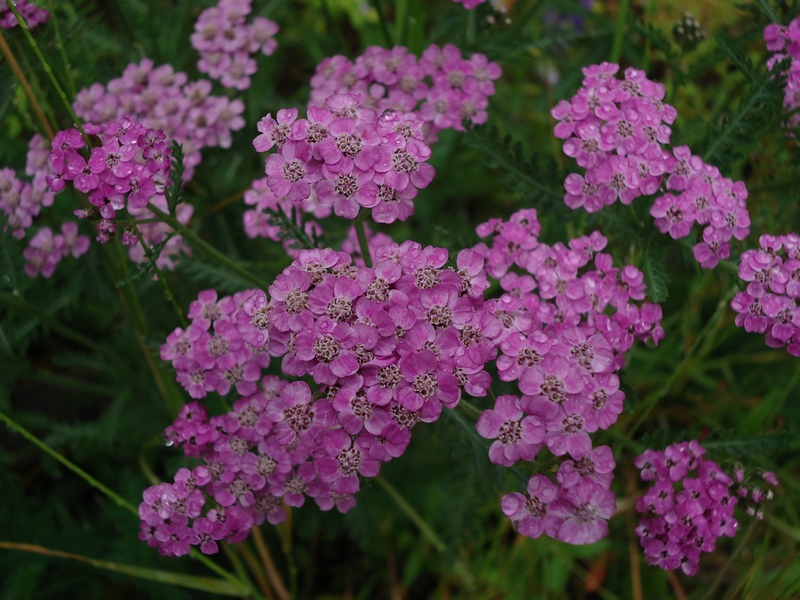 Изображение особи Achillea nigrescens.