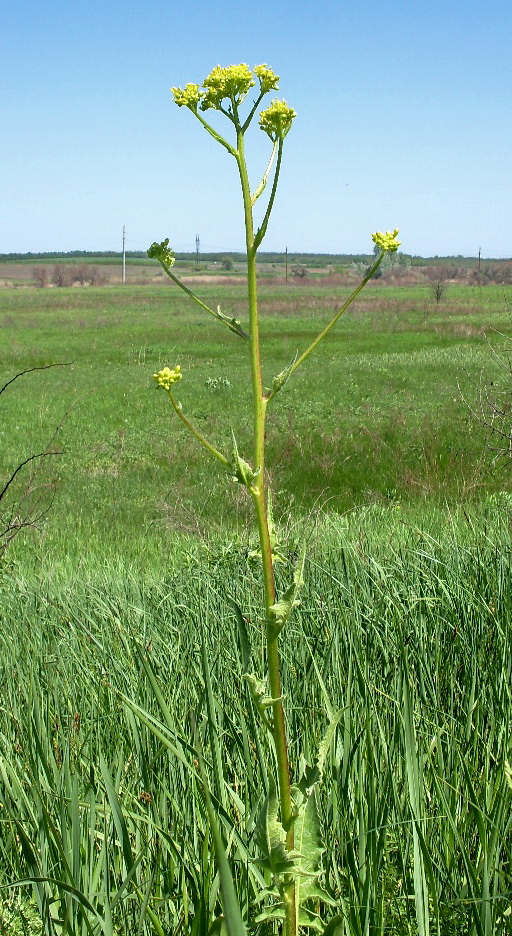 Image of Bunias orientalis specimen.