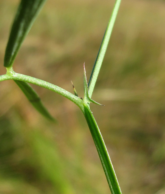 Изображение особи Lathyrus palustris.