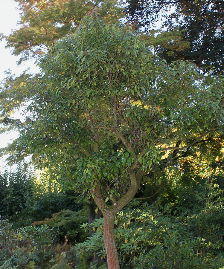 Image of Cinnamomum camphora specimen.