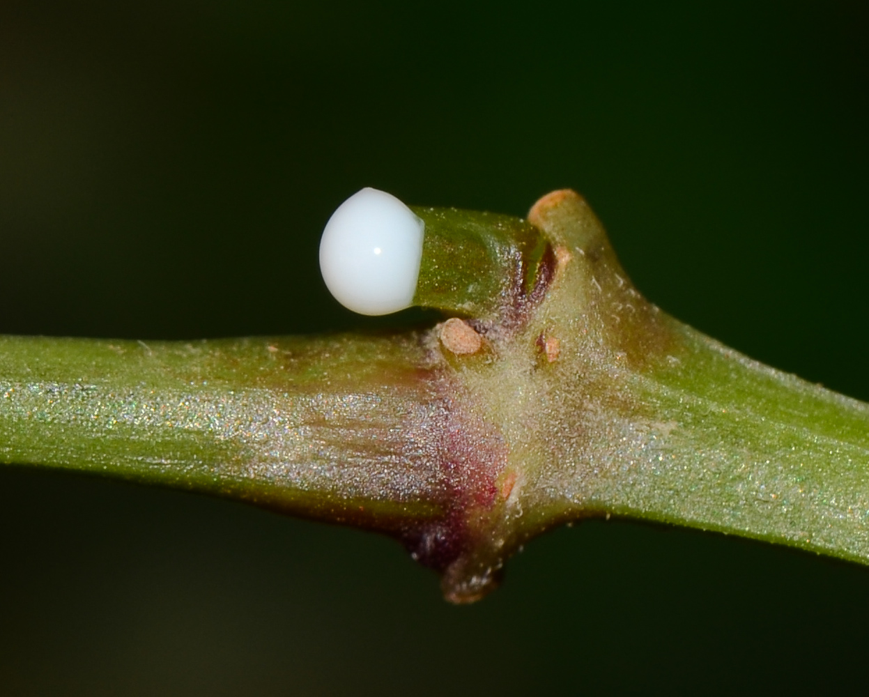 Image of Euphorbia graminea specimen.