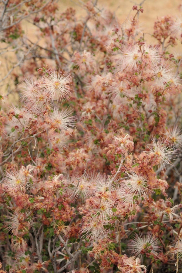 Image of Calliandra eriophylla specimen.