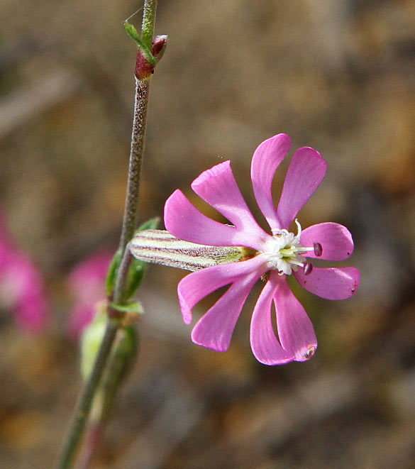 Image of Silene colorata specimen.