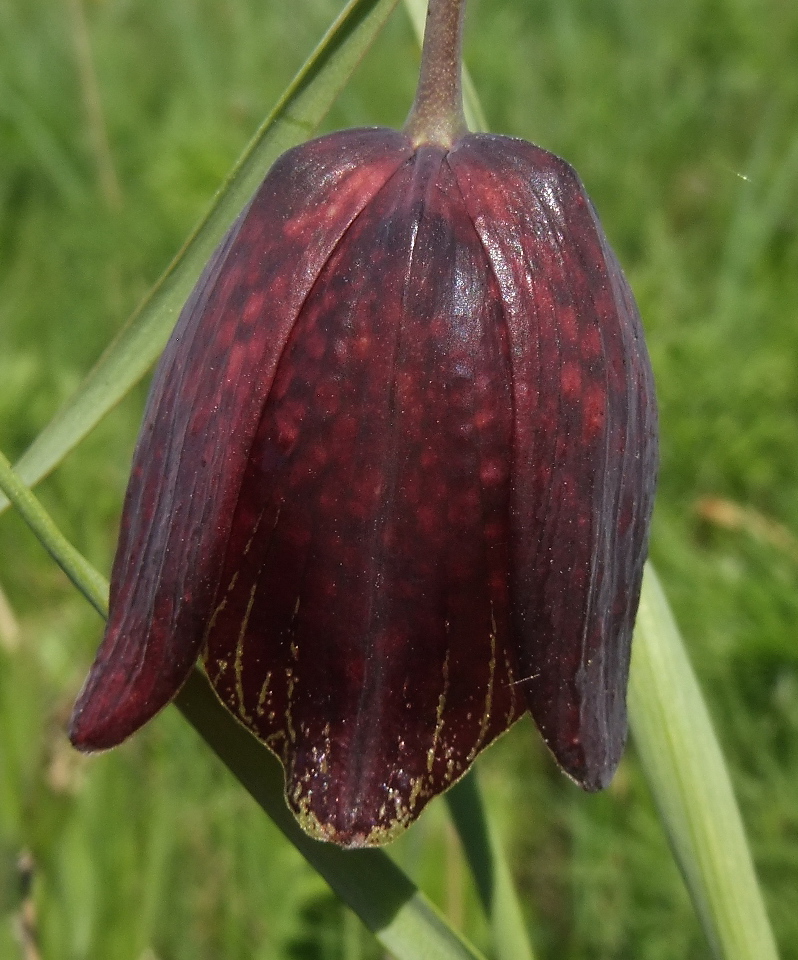 Image of Fritillaria meleagroides specimen.