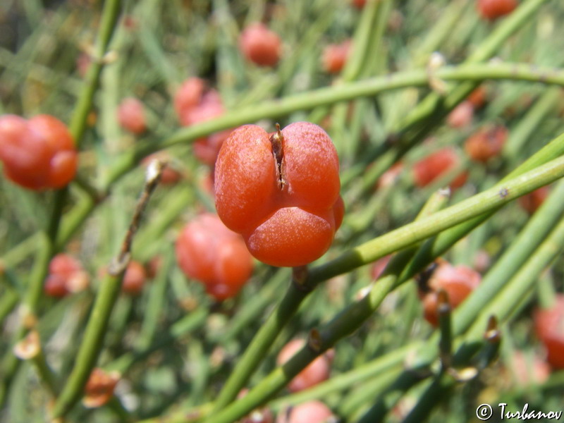 Image of Ephedra distachya specimen.