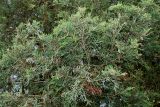 Juniperus virginiana. Ветвь. Германия, г. Дюссельдорф, Ботанический сад университета. 02.06.2014.