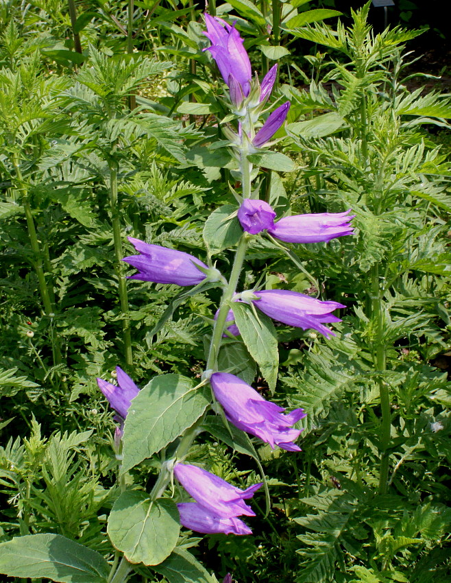 Image of Campanula latifolia specimen.