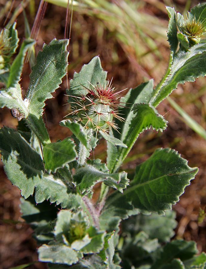 Image of Centaurea seridis ssp. sonchifolia specimen.