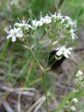 Gypsophila altissima