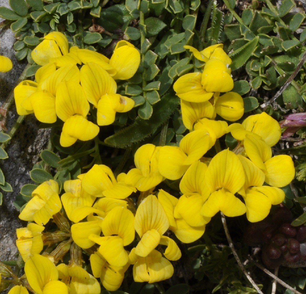 Image of Hippocrepis comosa specimen.