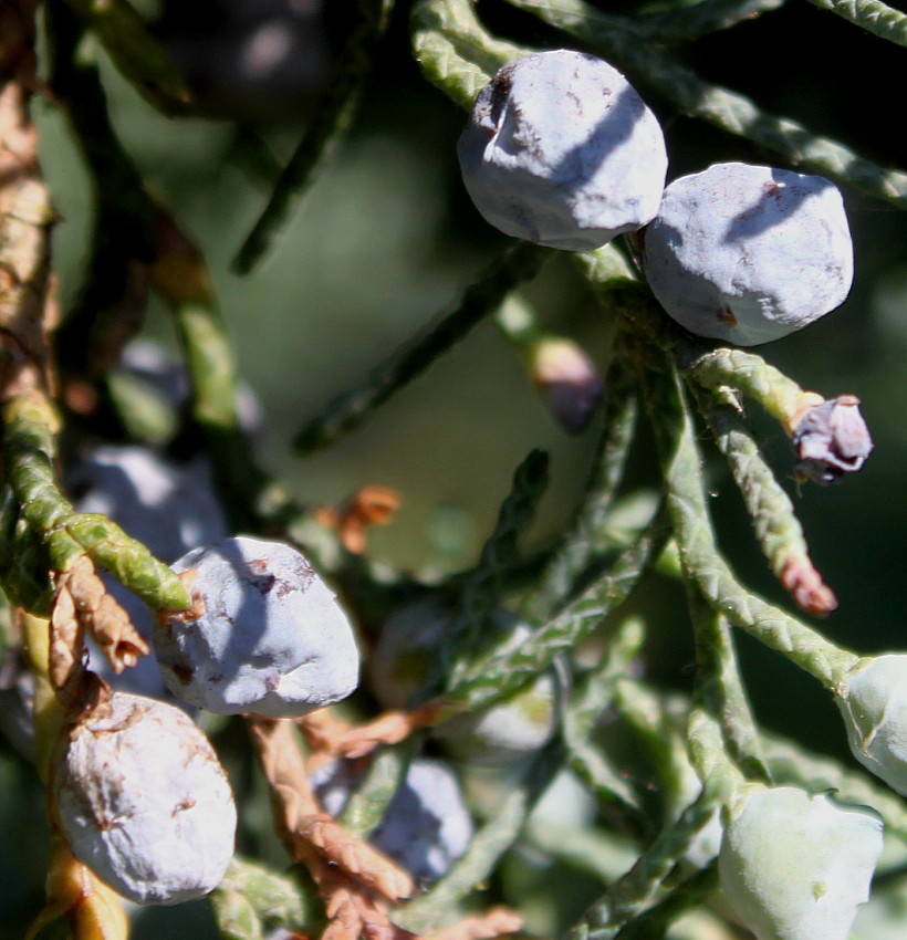 Image of Juniperus virginiana specimen.