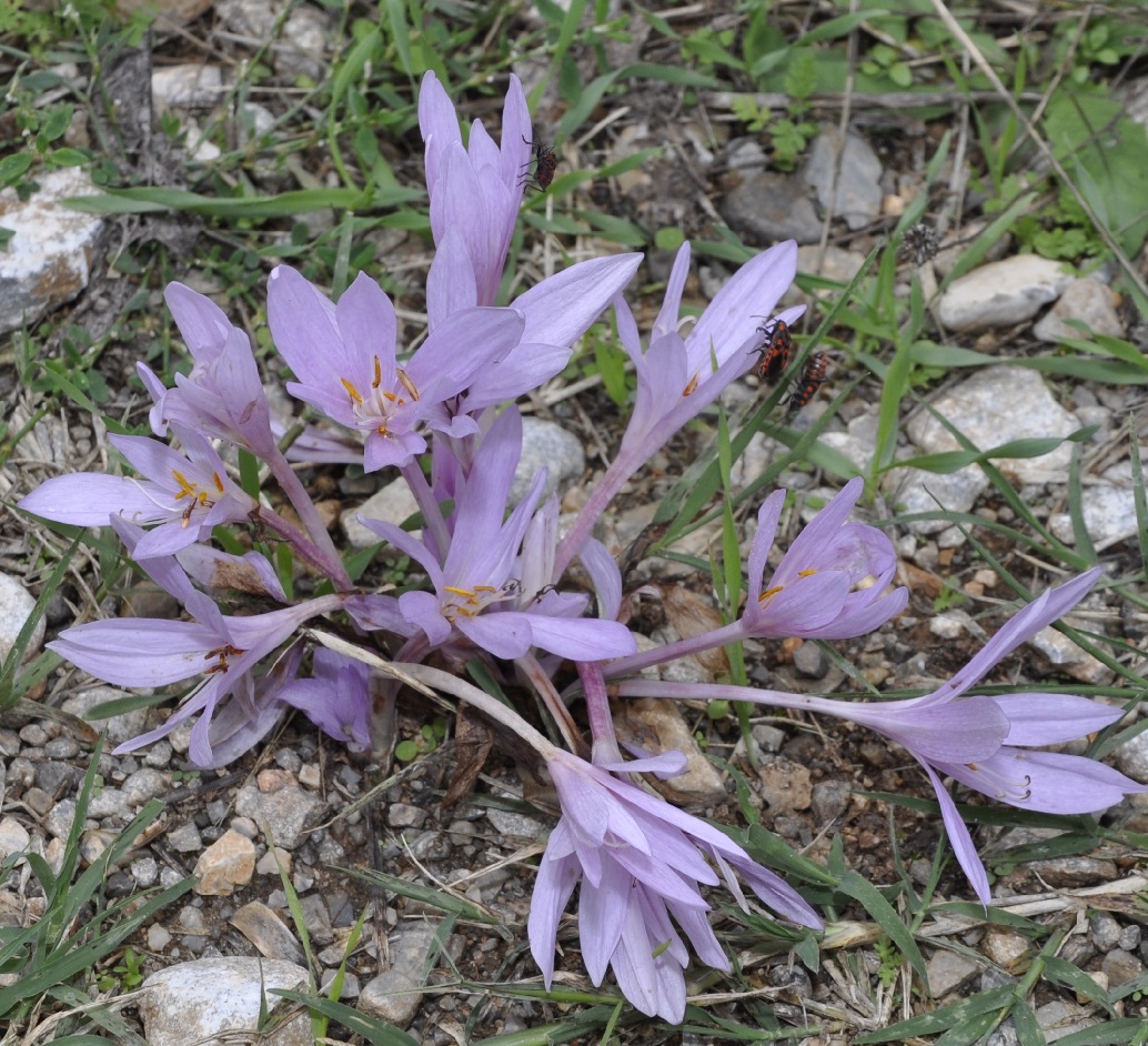 Image of Colchicum haynaldii specimen.