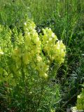 Linaria vulgaris. Цветущее растение. Крымский природный заповедник, Бабуган-Яйла. 18.07.2009.