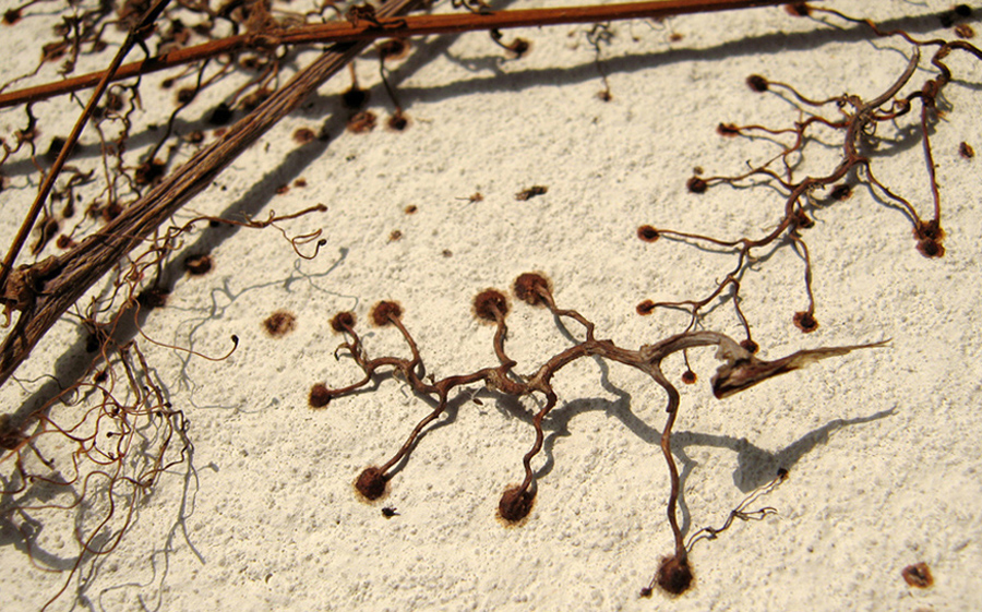 Image of Parthenocissus tricuspidata specimen.