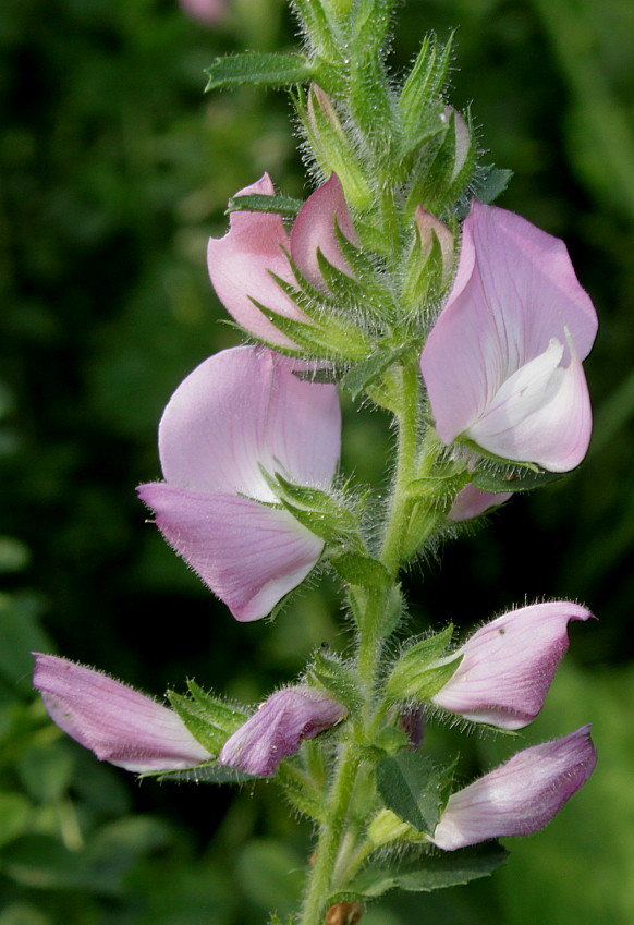 Изображение особи Ononis arvensis ssp. spinescens.