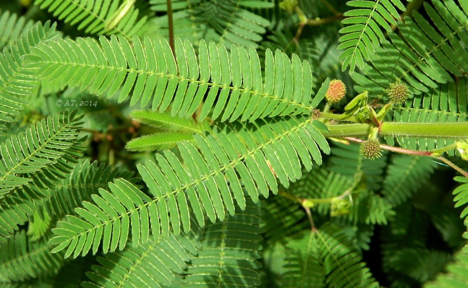 Изображение особи Mimosa polycarpa var. spegazzinii.