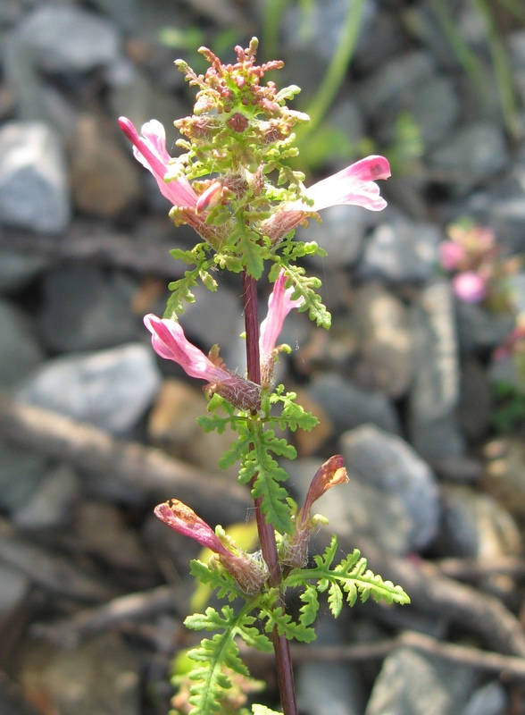 Image of Pedicularis karoi specimen.