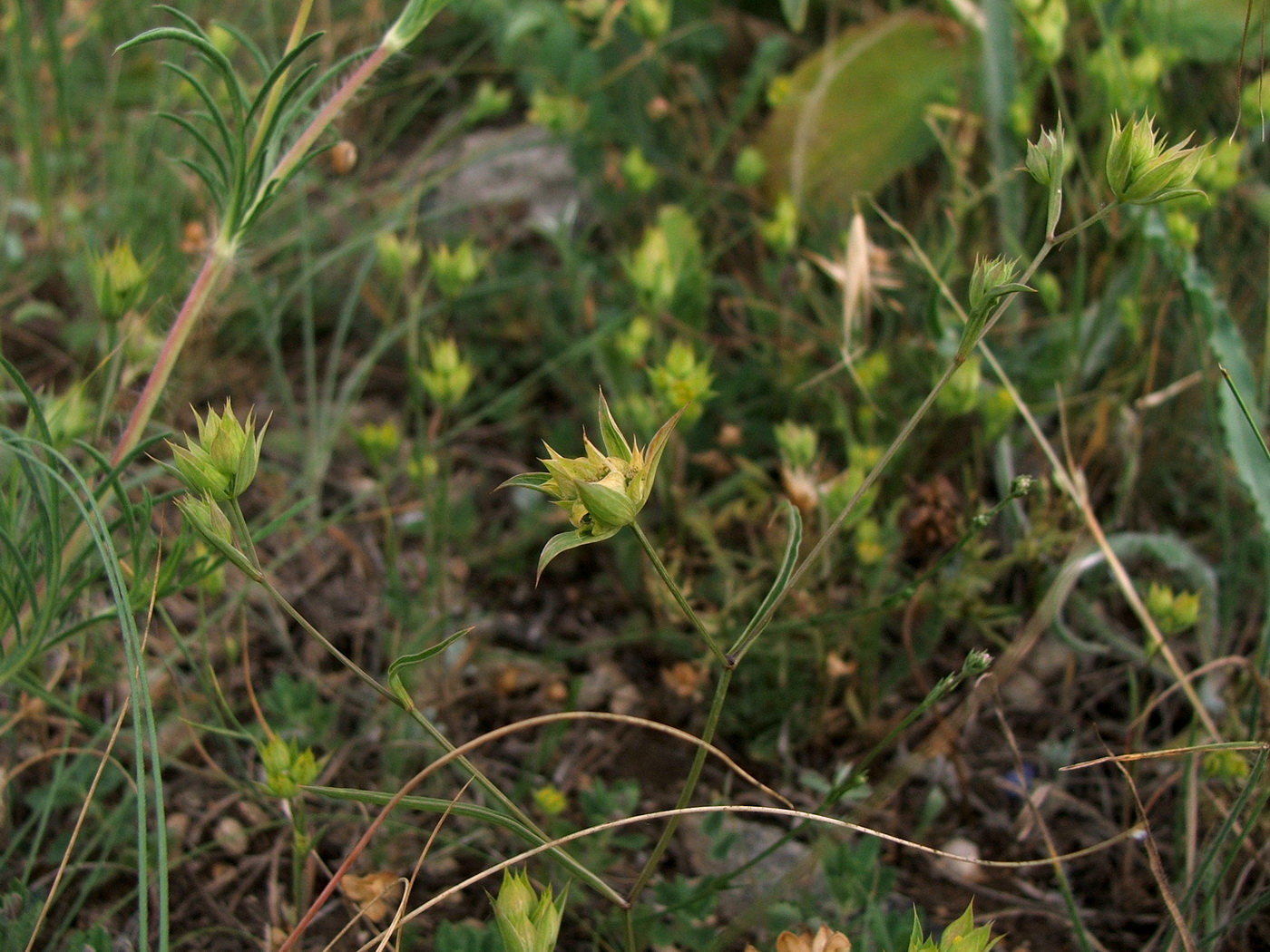 Image of Bupleurum baldense specimen.