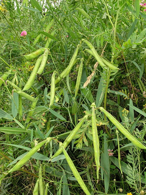 Image of Lathyrus sylvestris specimen.