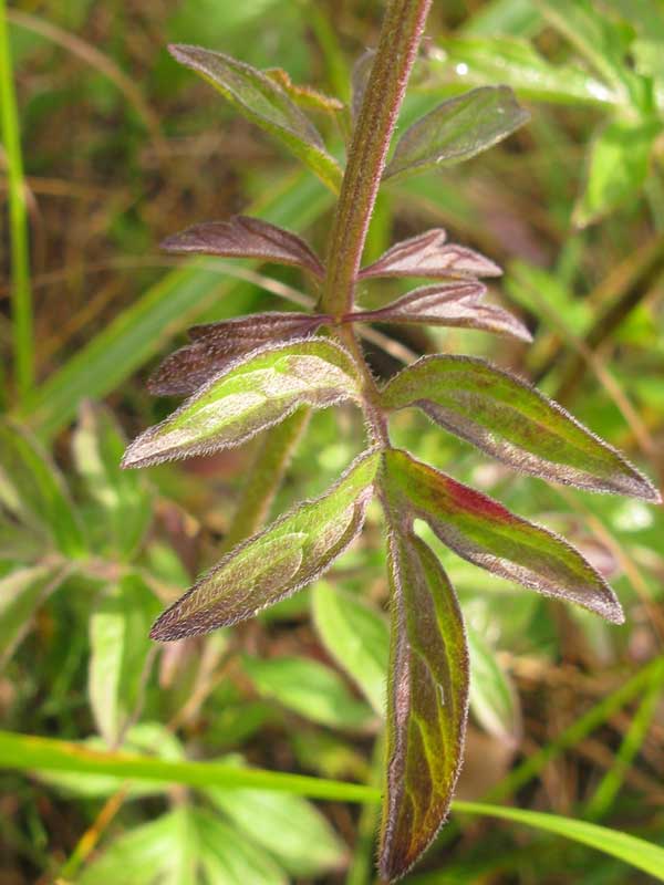 Image of Schizonepeta multifida specimen.