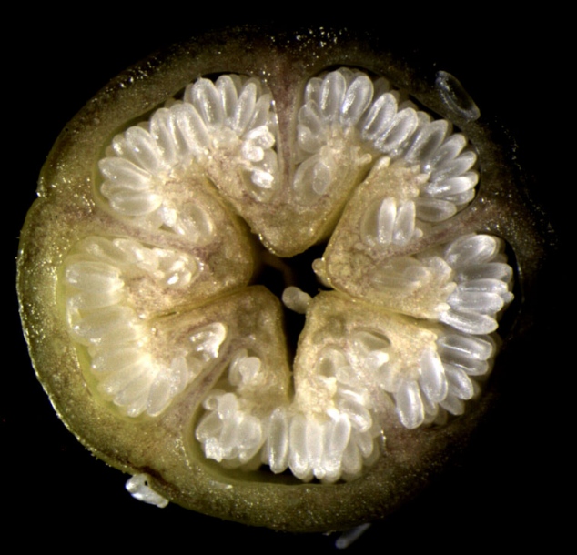 Image of Hypericum ascyron specimen.