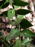 Ruscus aculeatus