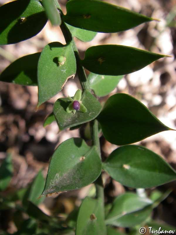 Изображение особи Ruscus aculeatus.