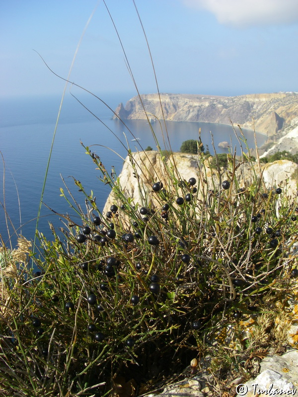 Image of Jasminum fruticans specimen.