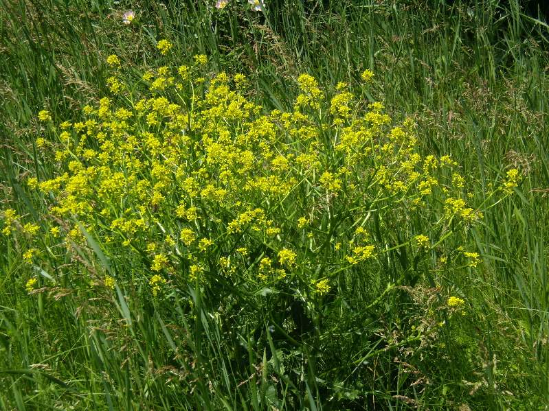 Изображение особи Rapistrum perenne.