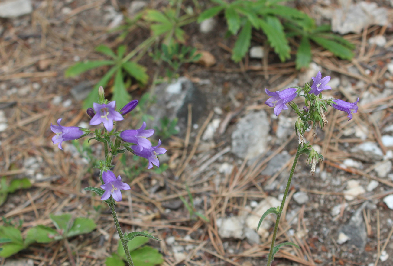 Image of Campanula sibirica specimen.