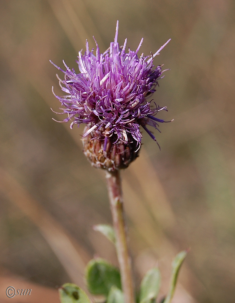 Image of Cirsium setosum specimen.