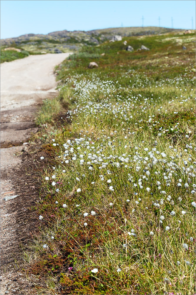 Изображение особи Eriophorum vaginatum.