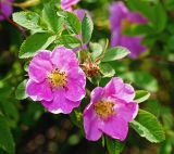 Rosa cinnamomea