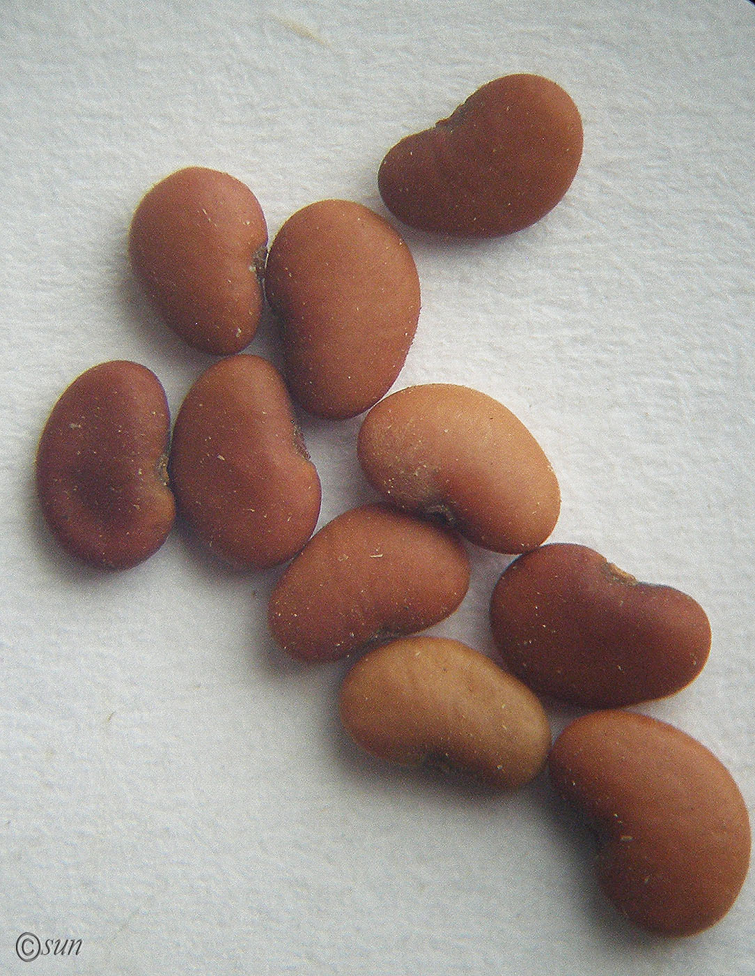 Image of Desmodium canadense specimen.