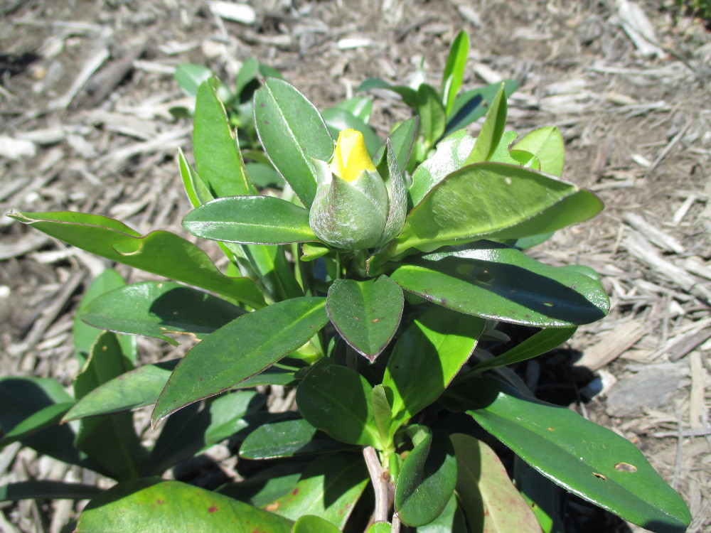 Изображение особи Hibbertia scandens.