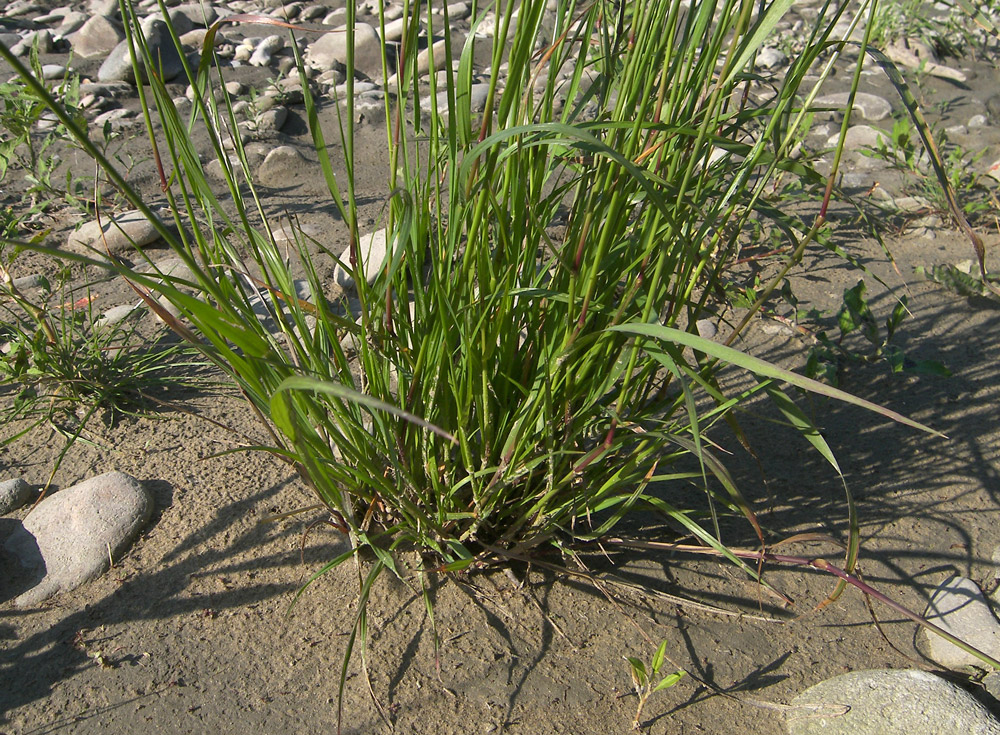 Image of Lolium rigidum specimen.