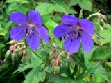 Geranium pratense. Цветки. Свердловская обл., окр. г. Североуральск, разнотравная поляна в р-не скал Грюнвальдта. 11.07.2014.