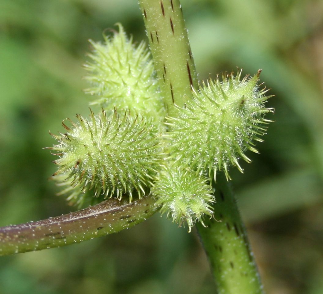 Image of Xanthium orientale specimen.