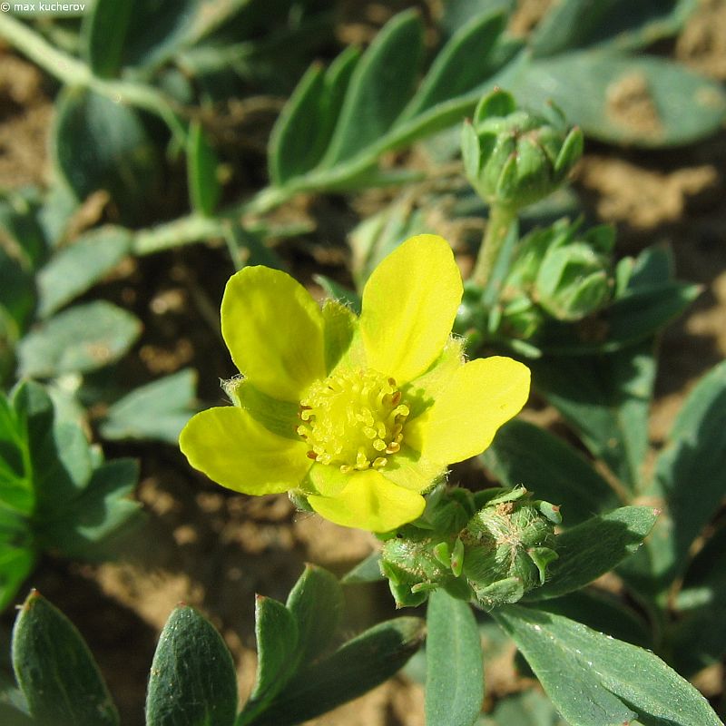 Image of Potentilla bifurca specimen.