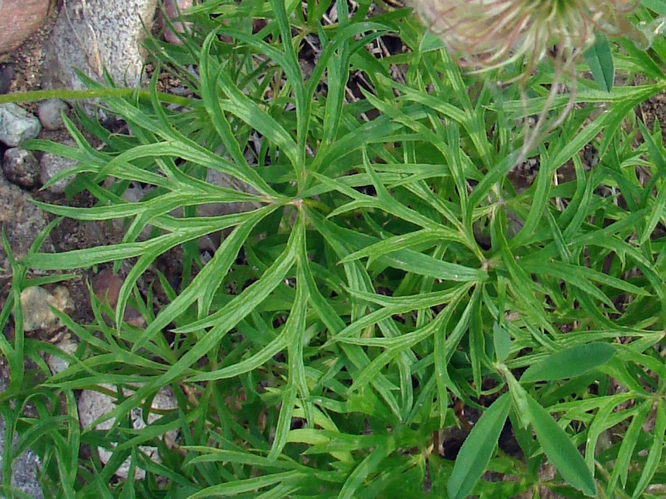 Изображение особи Pulsatilla angustifolia.