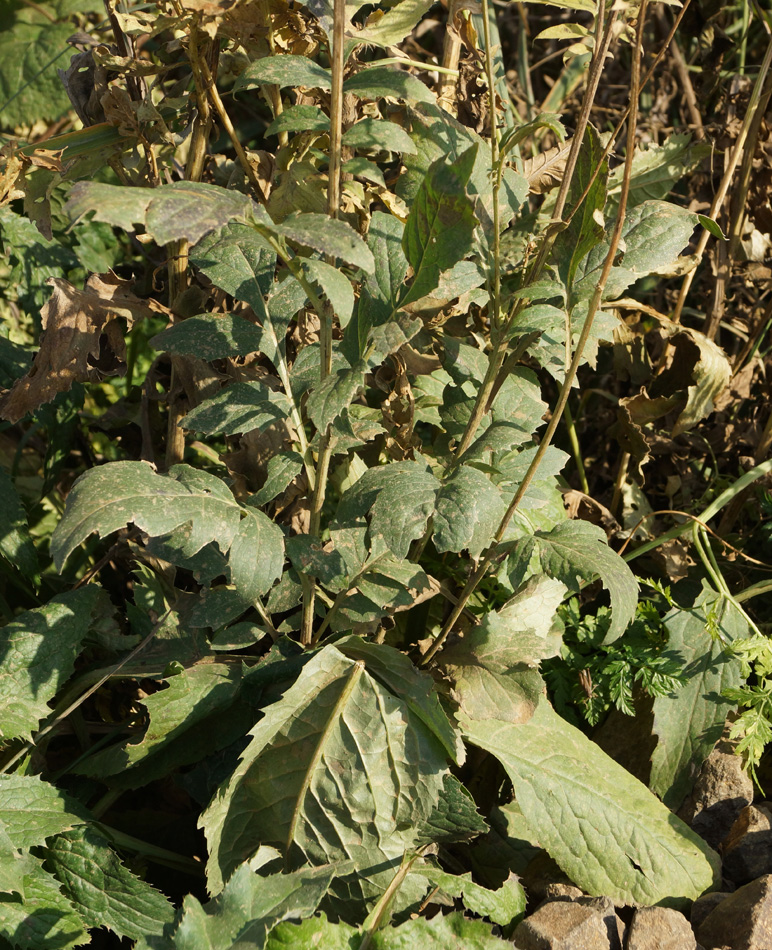 Image of Serratula coronata specimen.