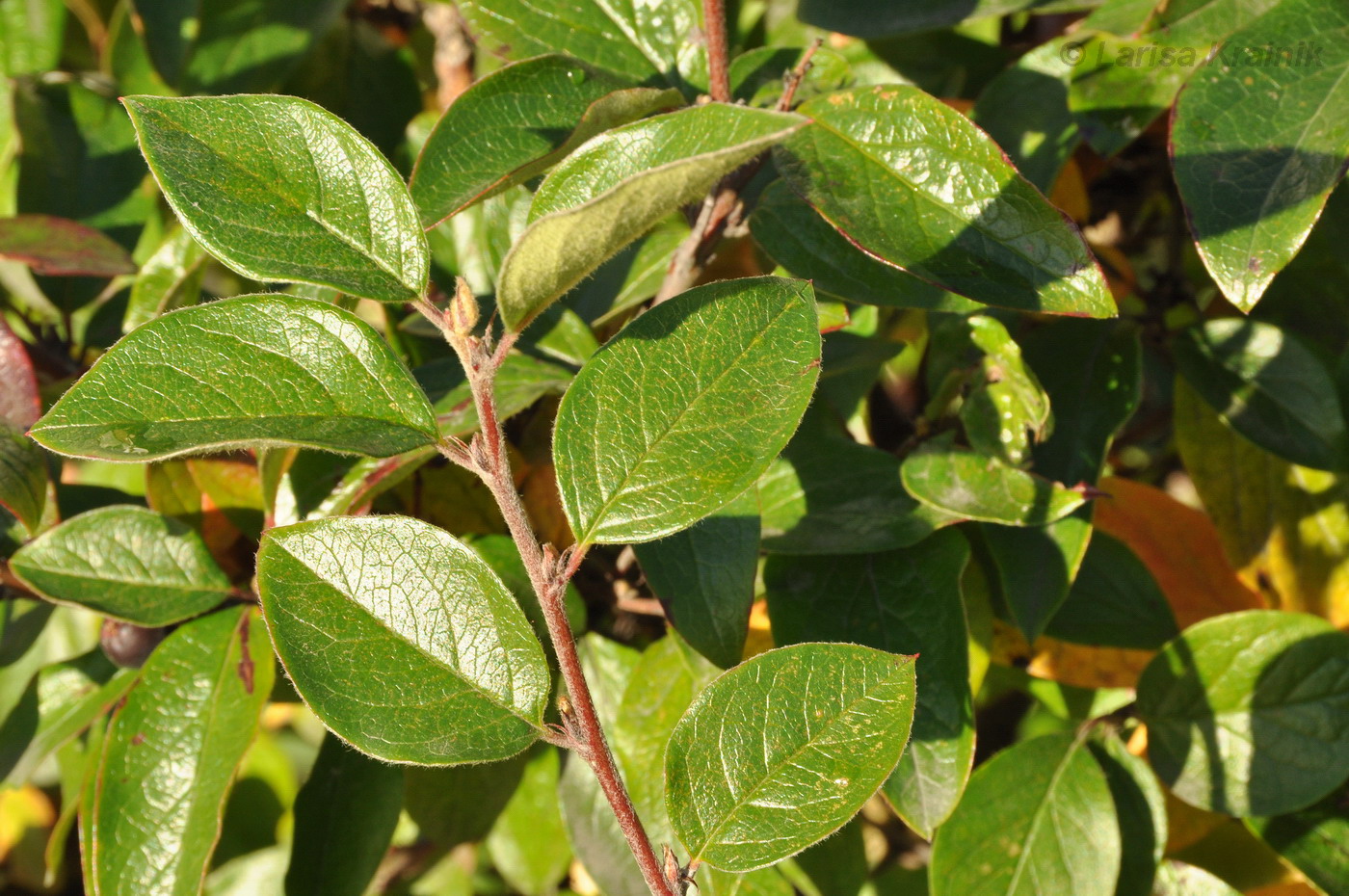 Image of Cotoneaster lucidus specimen.